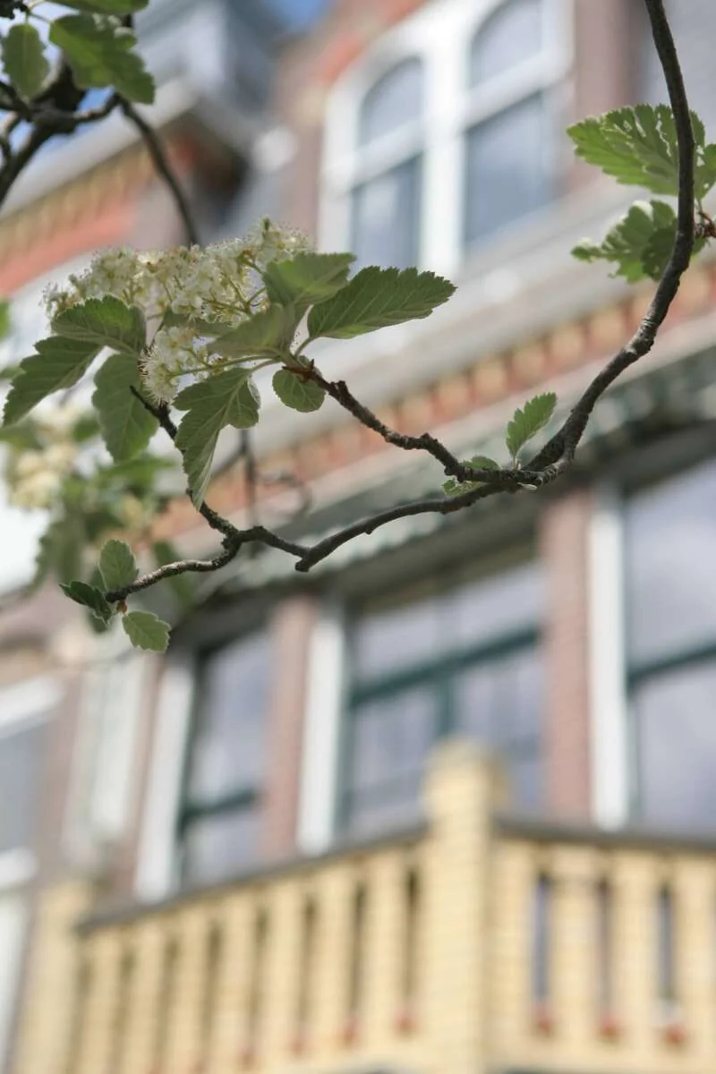 Foto van de Appartement gelegen aan de Nicolaïstraat in Den Haag