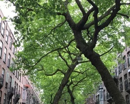 Foto van de Kamer gelegen aan de Lomanstraat in Amsterdam