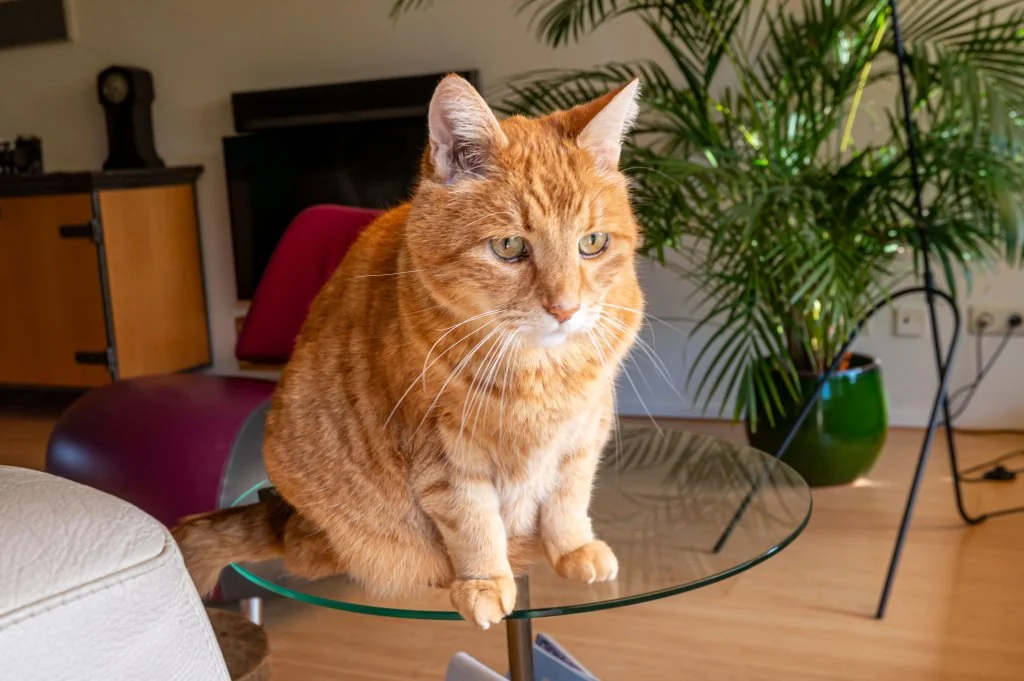 Foto van de Appartement gelegen aan de Tjariet in Groningen