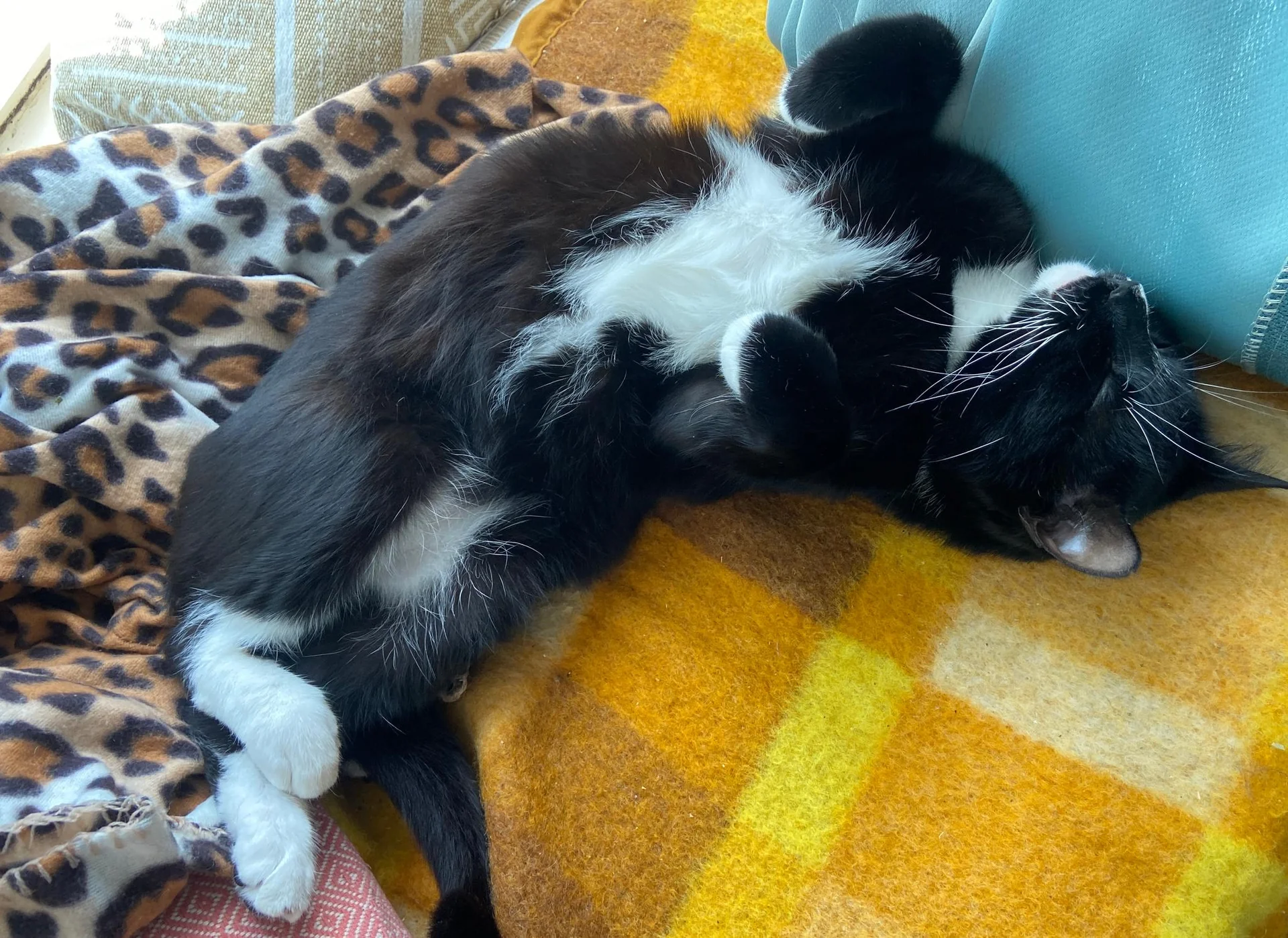 geblurde versie van de foto als achtergrond