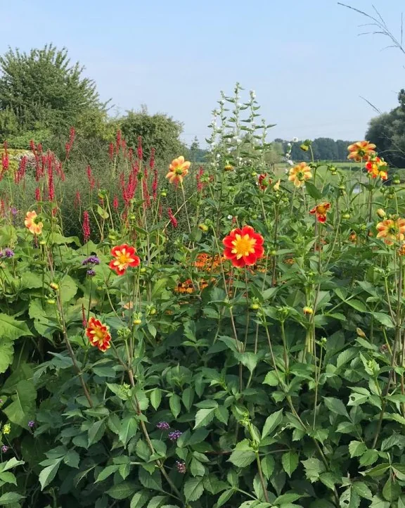 Foto van de Appartement gelegen aan de Reuselhof in Moergestel