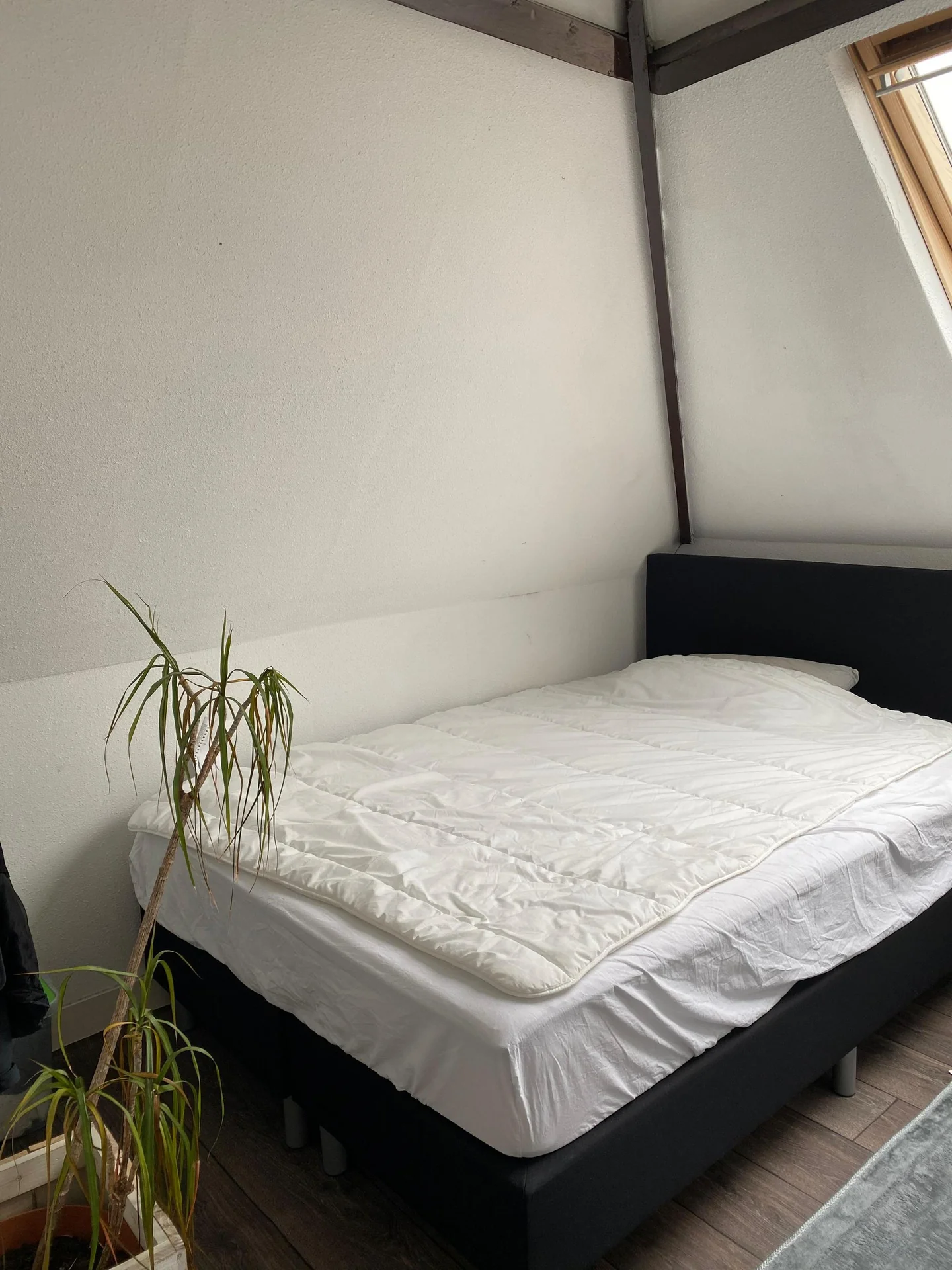 Foto van de Kamer gelegen aan de Zwart Janstraat in Rotterdam