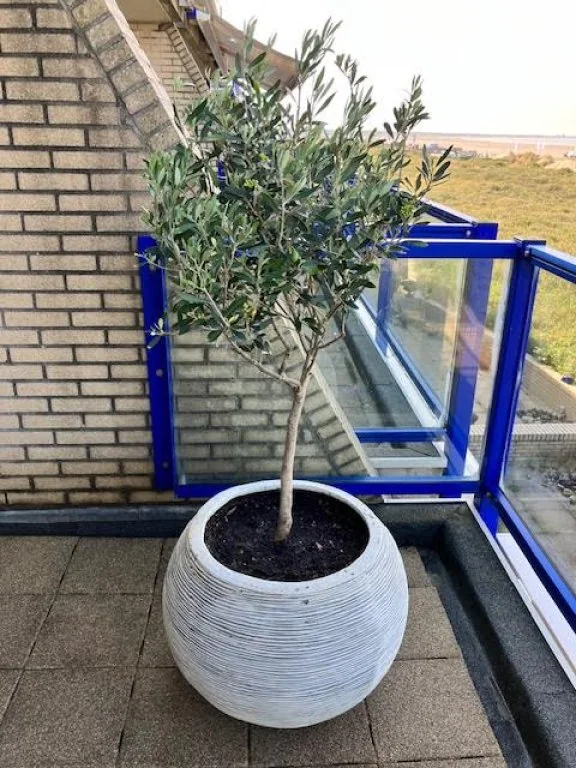 Foto van de Appartement gelegen aan de Kennemerboulevard in IJmuiden