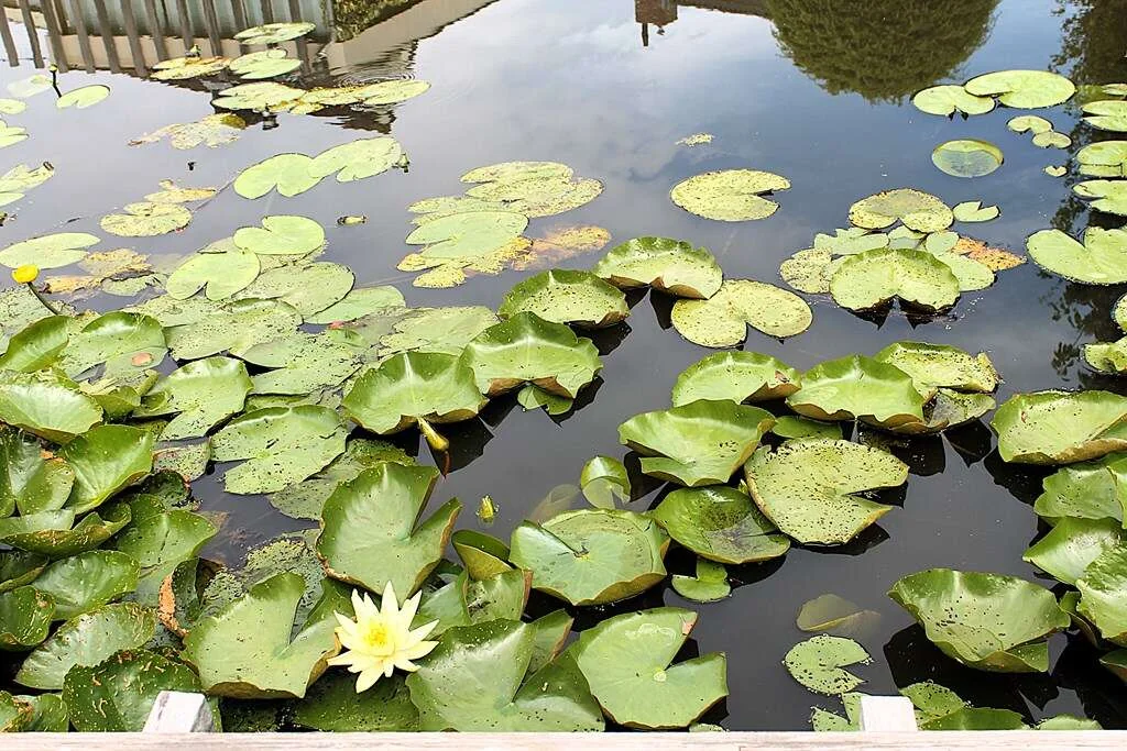 Foto van de Appartement gelegen aan de Noorderbreek in Landsmeer