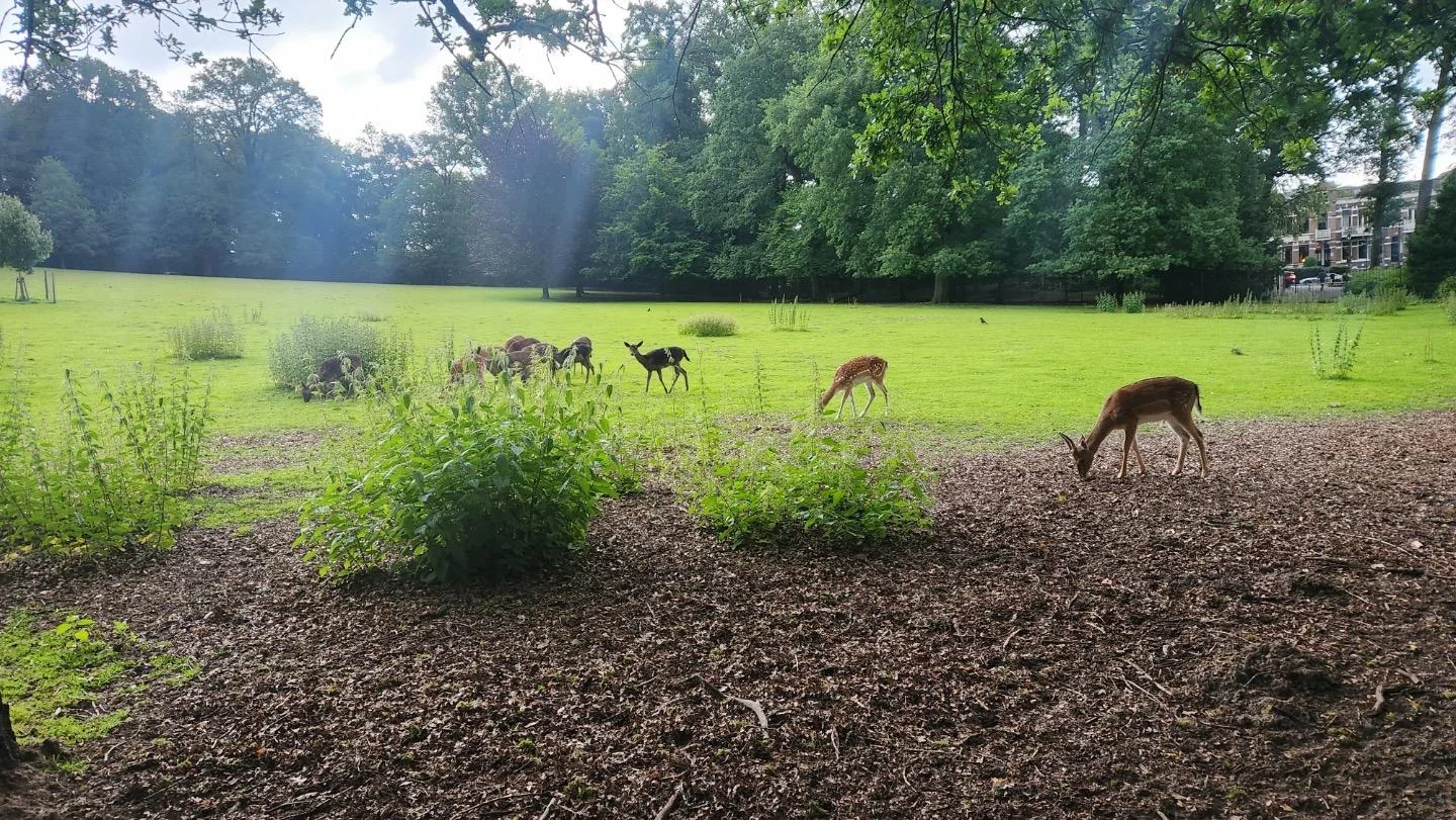 Foto van de Appartement gelegen aan de Sonsbeekweg in Arnhem