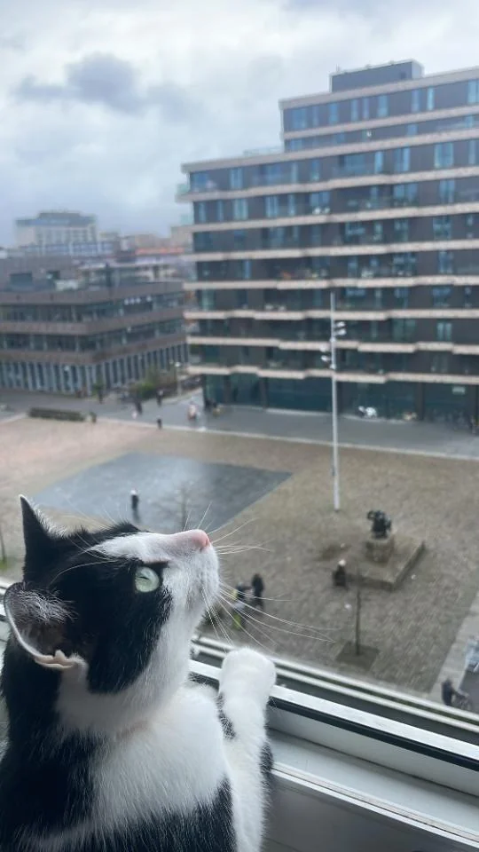 Foto van de Kamer gelegen aan de Postjesweg in Amsterdam