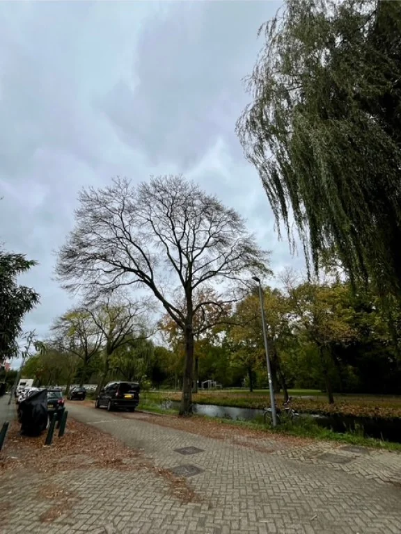 geblurde versie van de foto als achtergrond