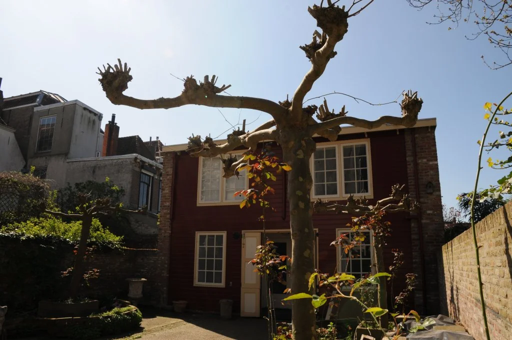 geblurde versie van de foto als achtergrond