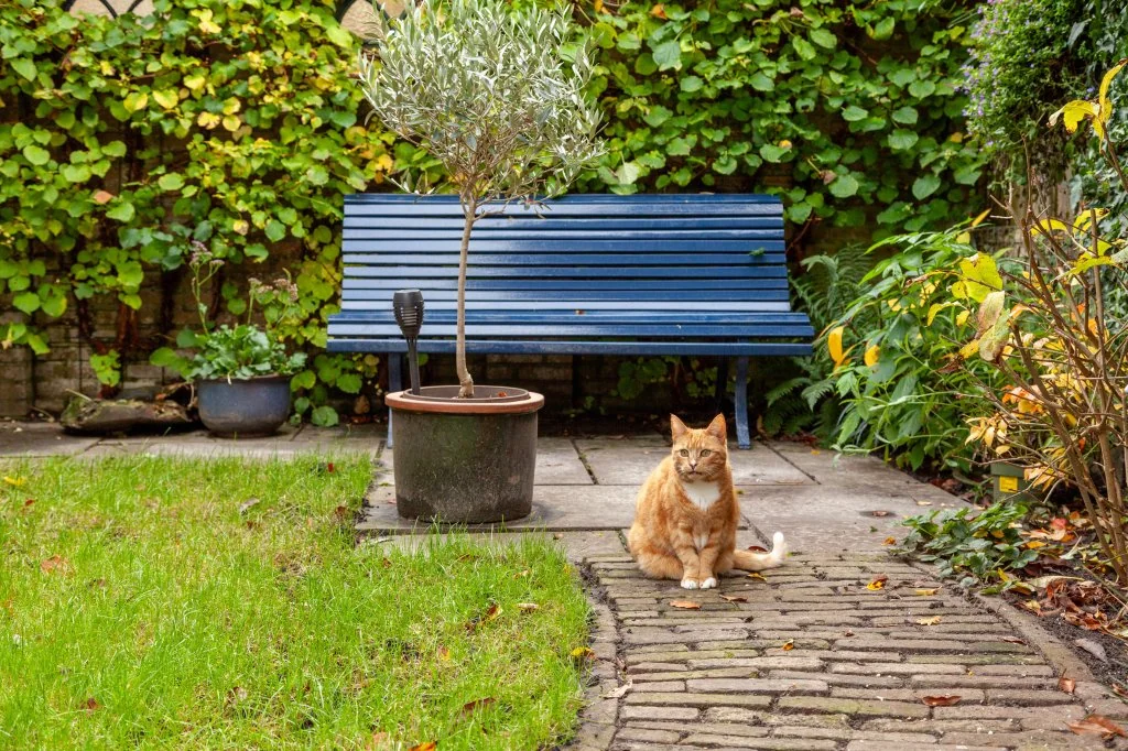 geblurde versie van de foto als achtergrond