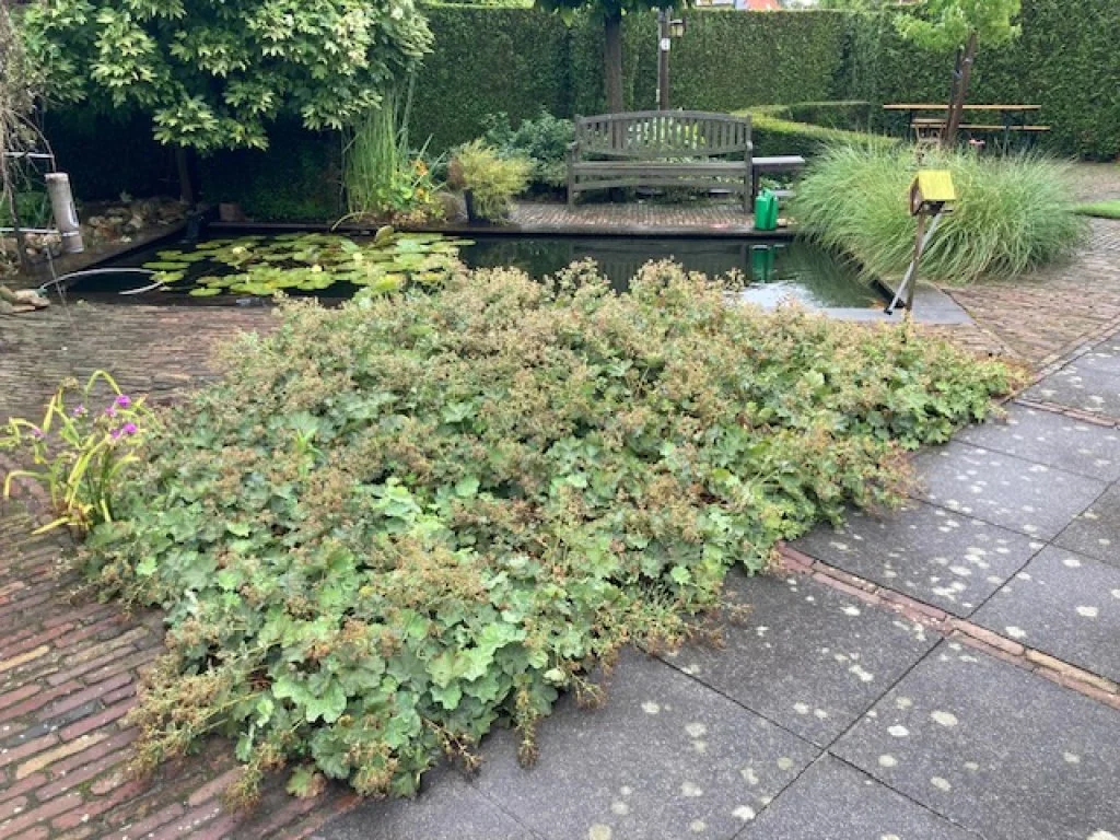 geblurde versie van de foto als achtergrond