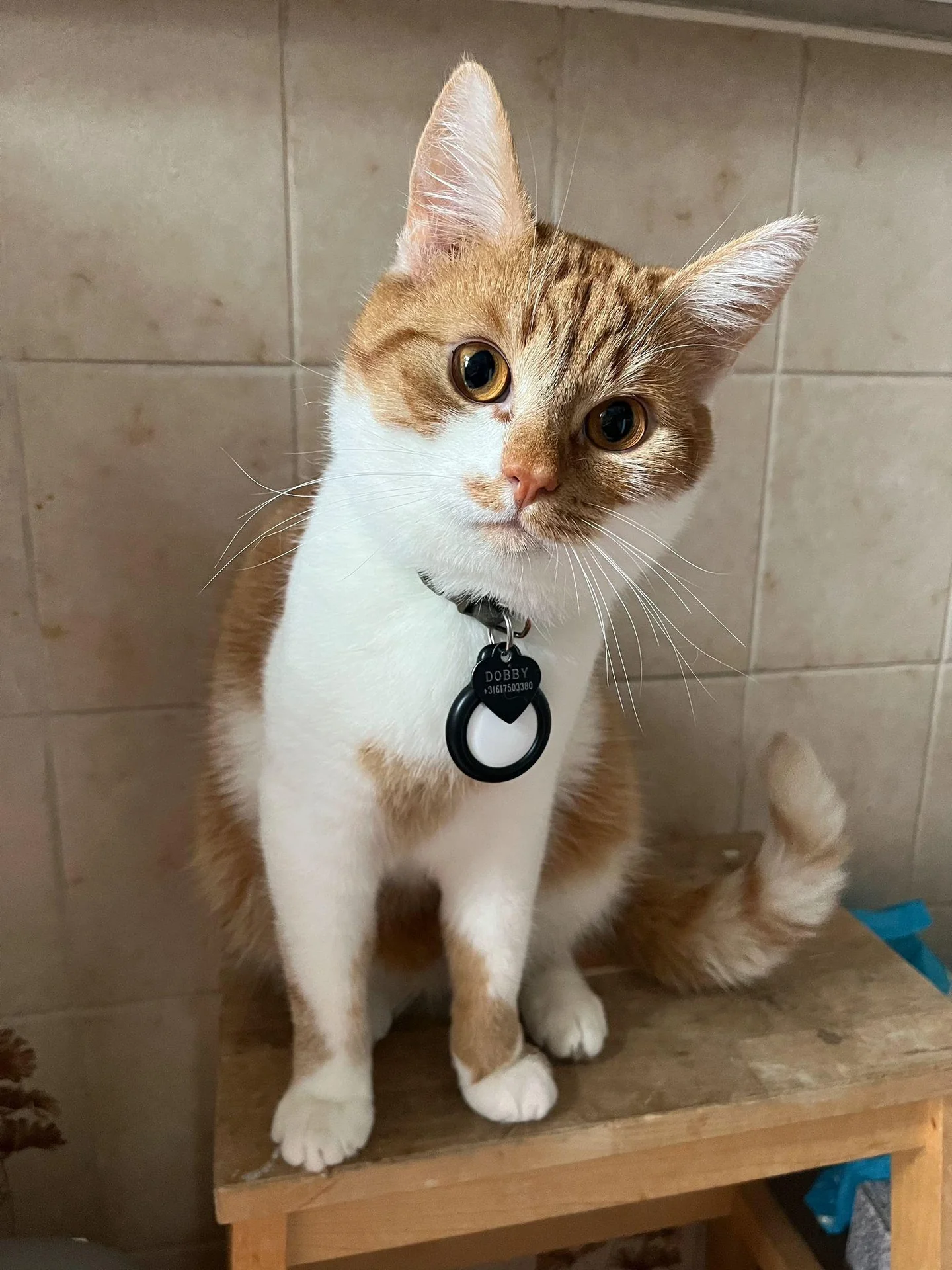 geblurde versie van de foto als achtergrond