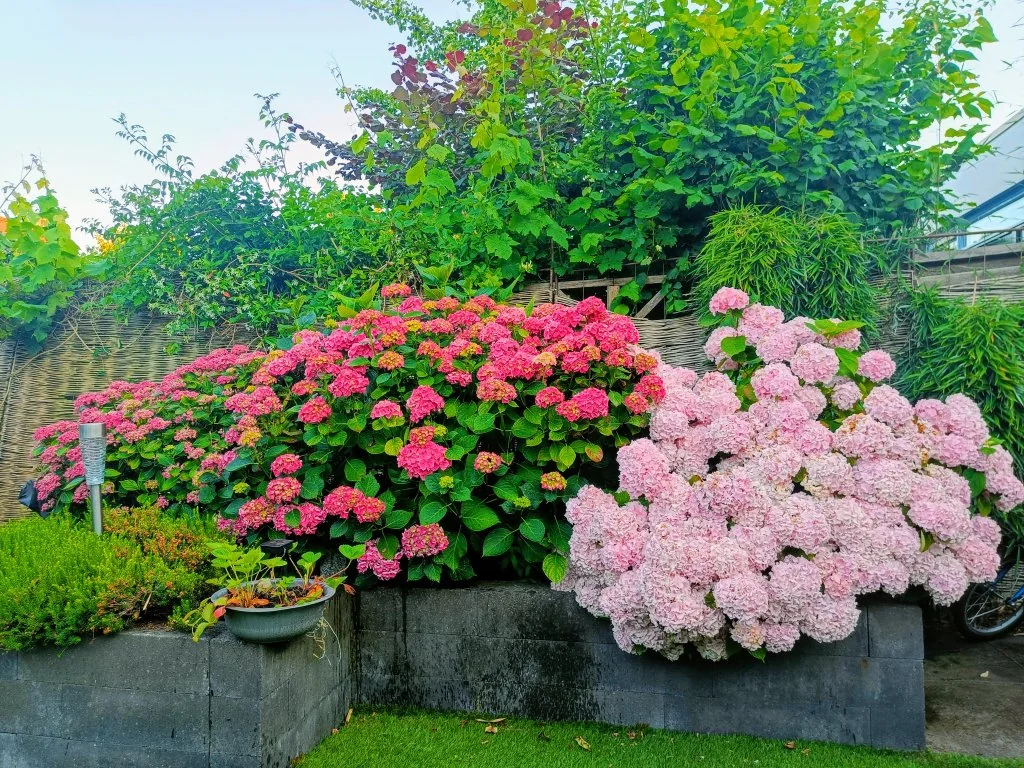 Foto van de Appartement gelegen aan de Koekoeksbloemstraat in Berkel en Rodenrijs