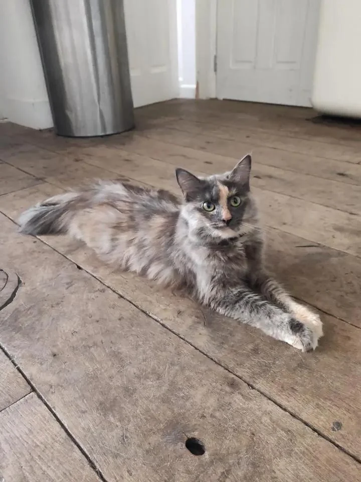 Foto van de Kamer gelegen aan de John Franklinstraat in Amsterdam