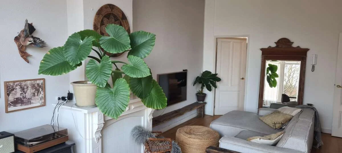 Foto van de Appartement gelegen aan de Van Lawick van Pabststraat in Arnhem