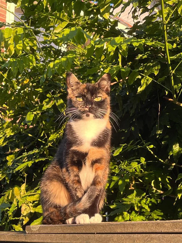 Foto van de Kamer gelegen aan de Pioenroosstraat in Eindhoven