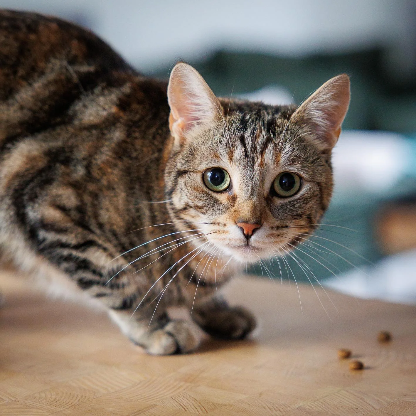 geblurde versie van de foto als achtergrond