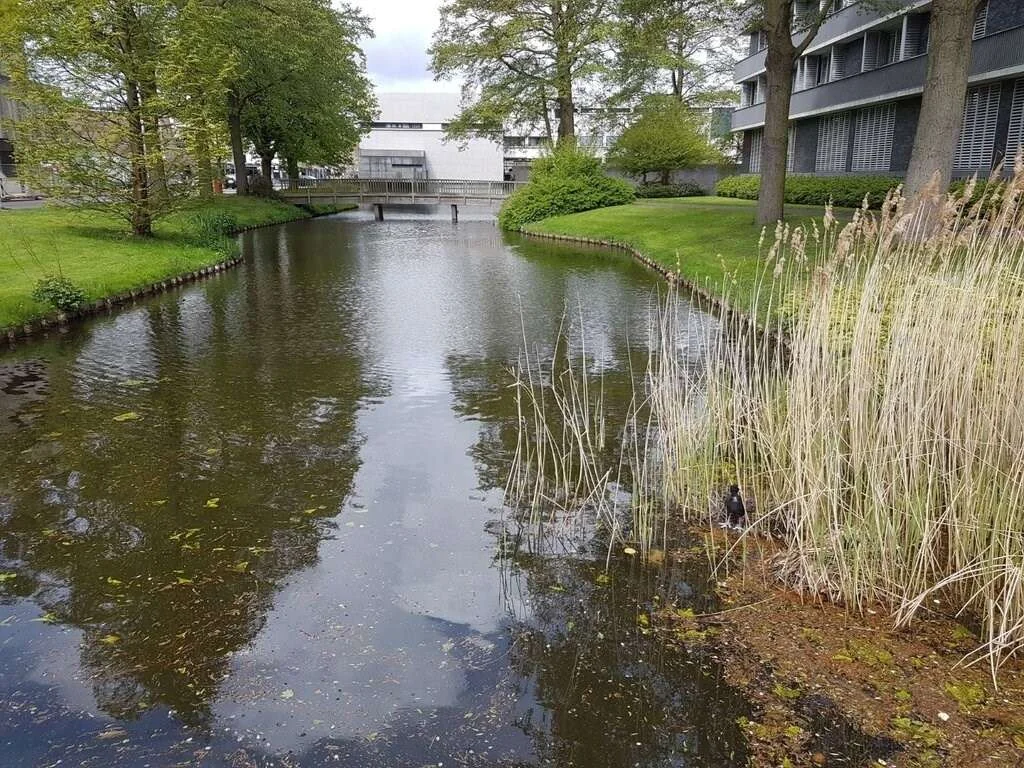 geblurde versie van de foto als achtergrond