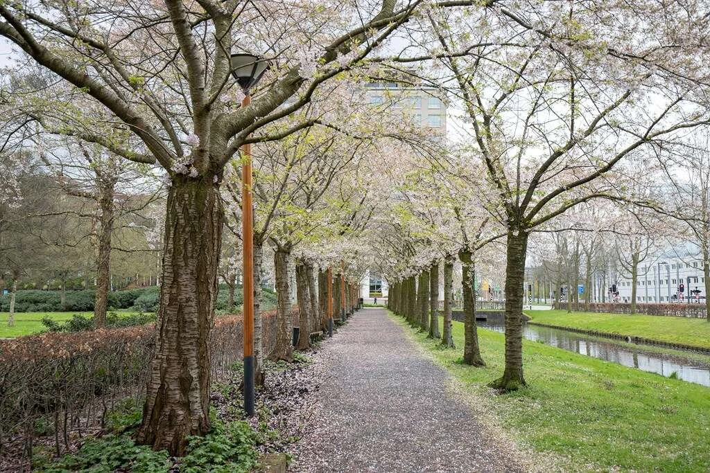 geblurde versie van de foto als achtergrond