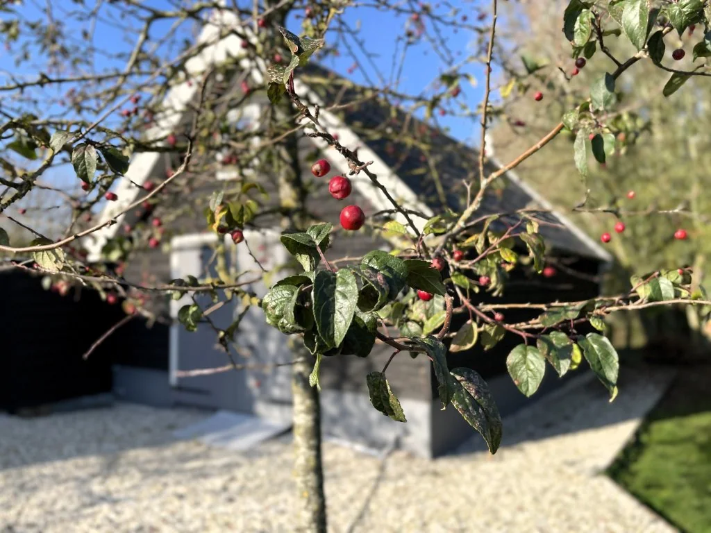 geblurde versie van de foto als achtergrond