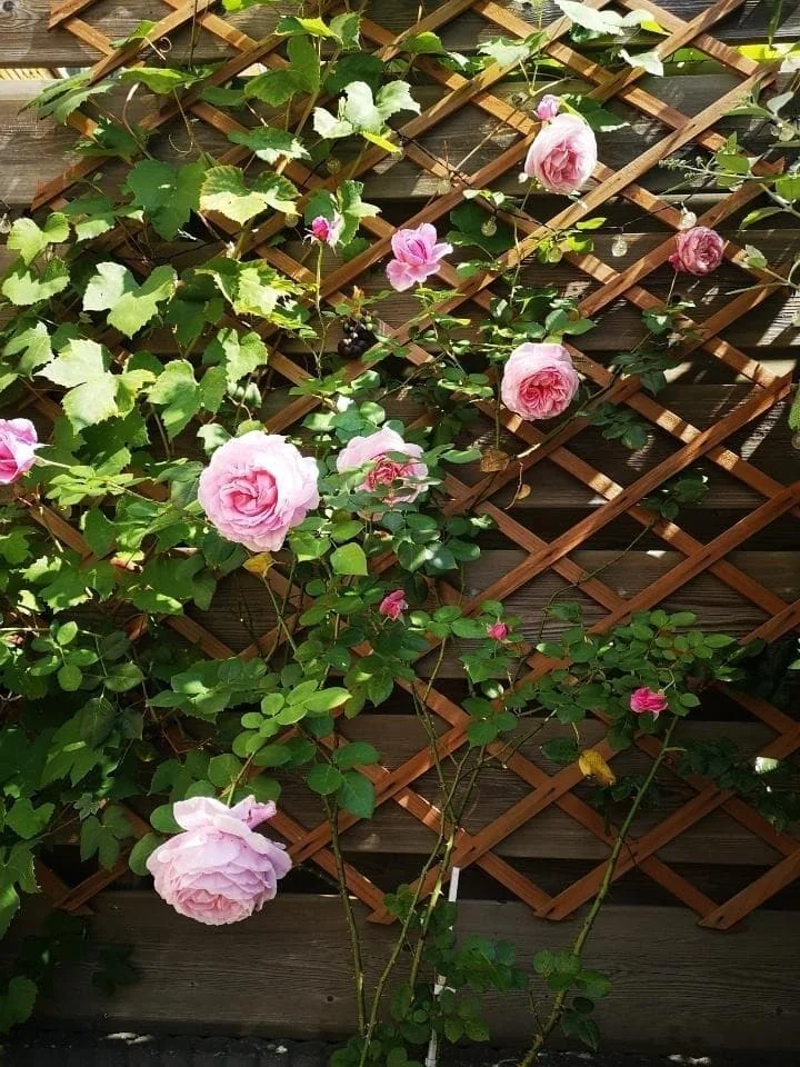 Foto van de Kamer gelegen aan de James Watthof in Ede