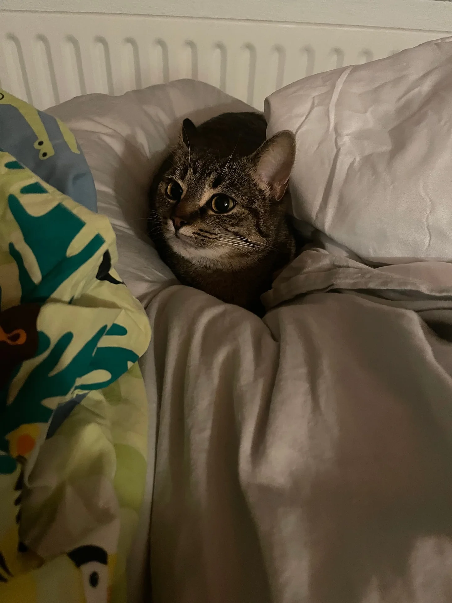 Foto van de Kamer gelegen aan de Juliusstraat in Eindhoven