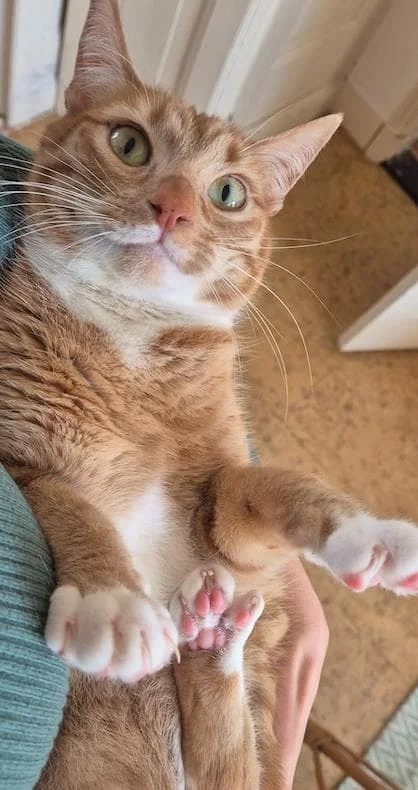 Foto van de Kamer gelegen aan de Anton de Haenstraat in Den Haag