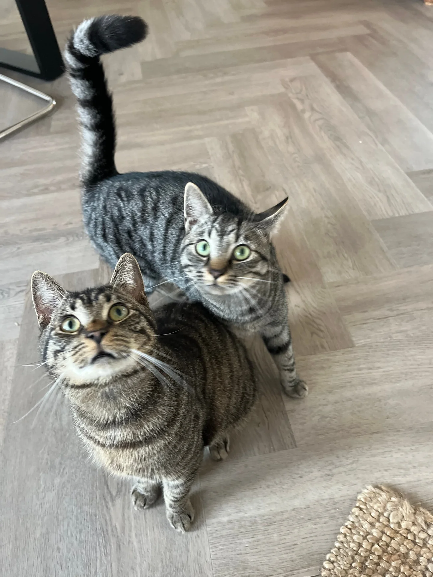 Foto van de Appartement gelegen aan de Rijnsburgstraat in Amsterdam