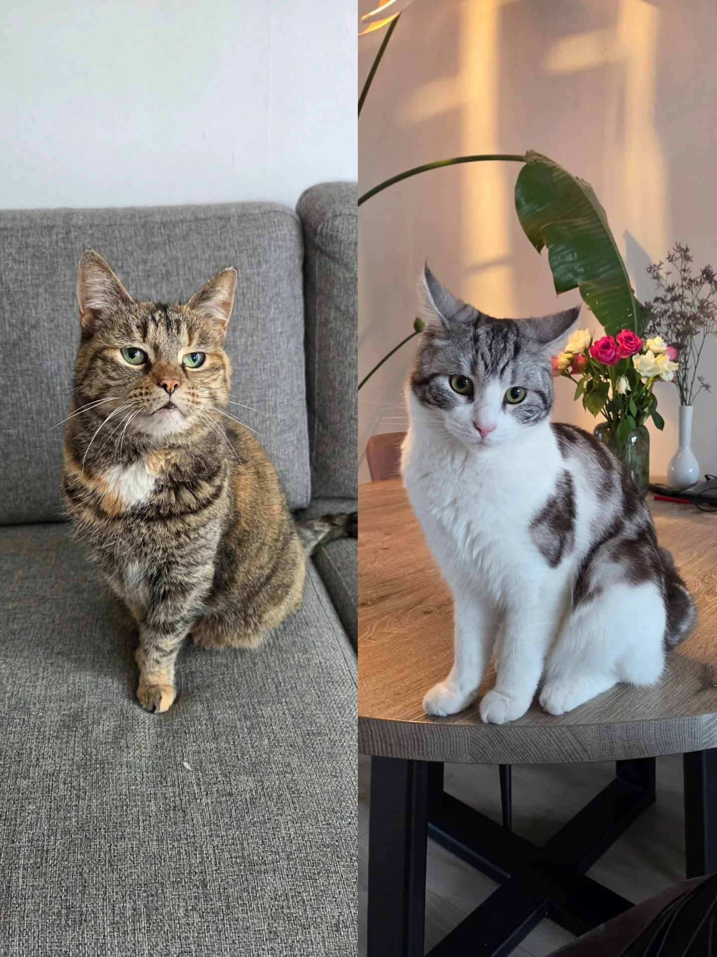 Foto van de Appartement gelegen aan de Beren in Groningen