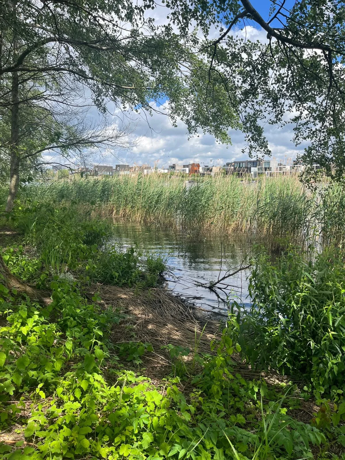 Foto van de Kamer gelegen aan de Mattenbiesstraat in Amsterdam