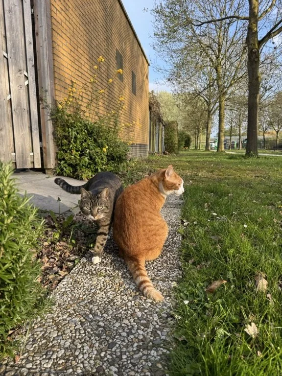 Foto van de Appartement gelegen aan de Meistraat in Almere