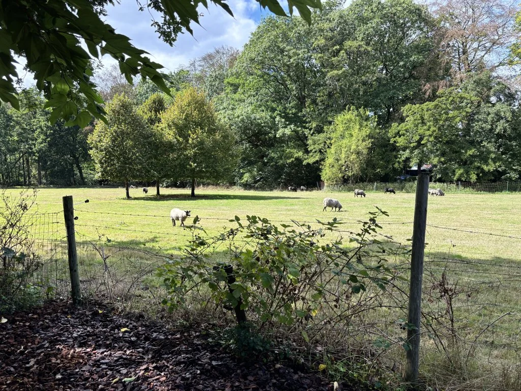 Foto van de Appartement gelegen aan de Diederichslaan in Driebergen-Rijsenburg
