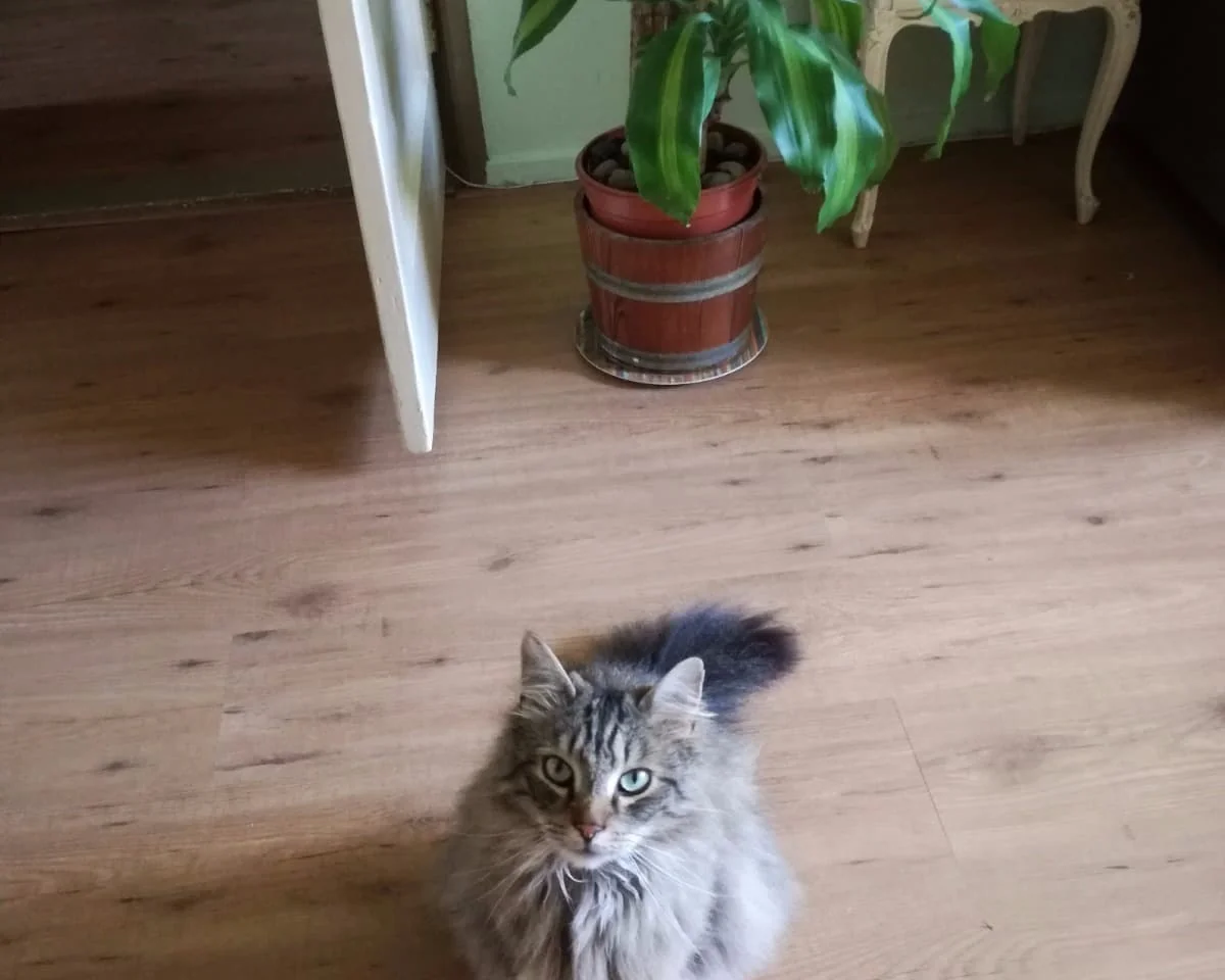 geblurde versie van de foto als achtergrond